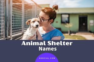 1209 Animal Shelter Name Ideas to Make a Difference - Soocial