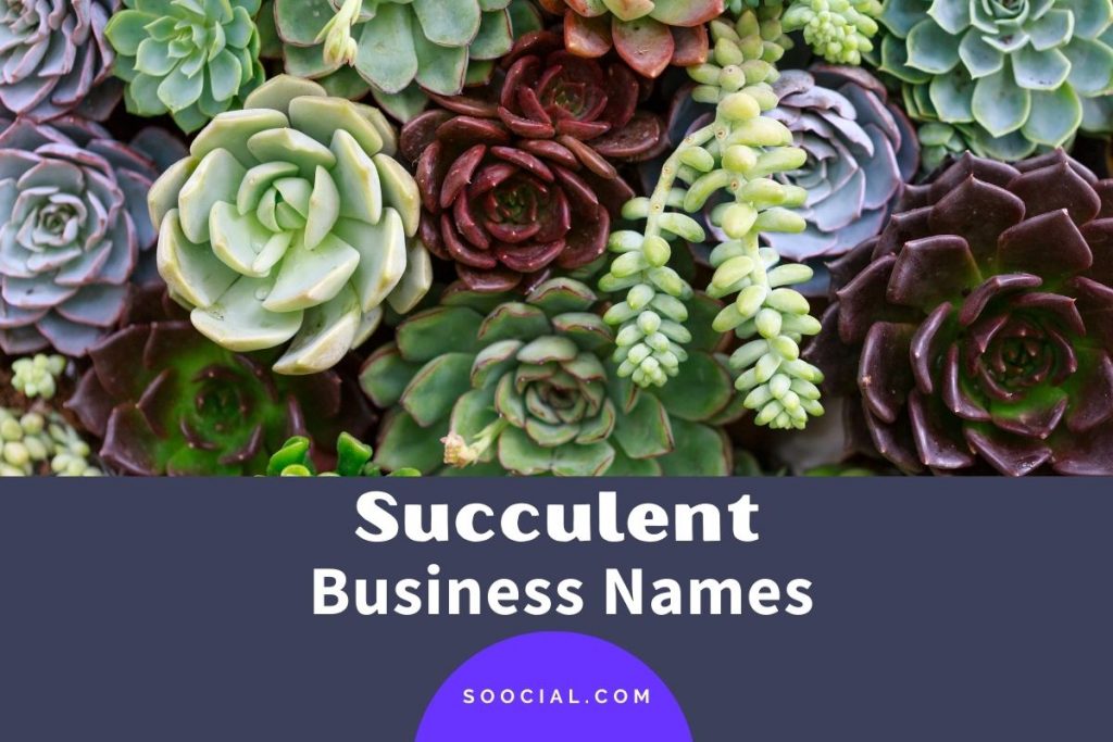 319 Inspiring Succulent Business Names That Stand Out Soocial