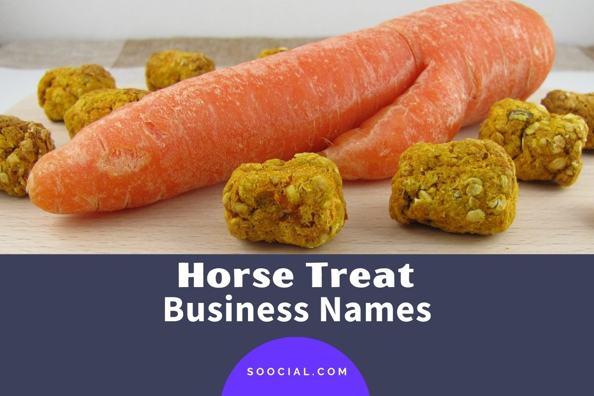 205 Catchy Horse Treat Business Name Ideas Soocial 205 Catchy Horse Treat Business Name Ideas Soocial