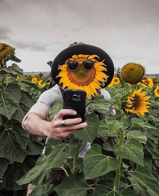 Funny Sunflower Caption