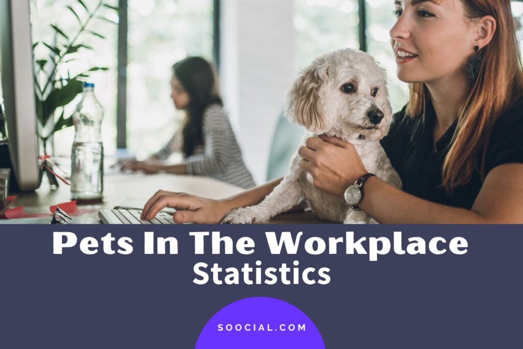 20 Best Office Pets Every Workplace Needs – SWDTRE