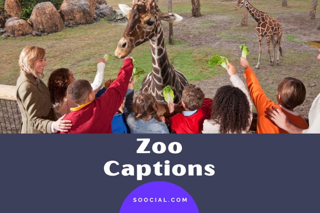 547 Zoo Captions For Capturing Your Wildest Adventures Soocial