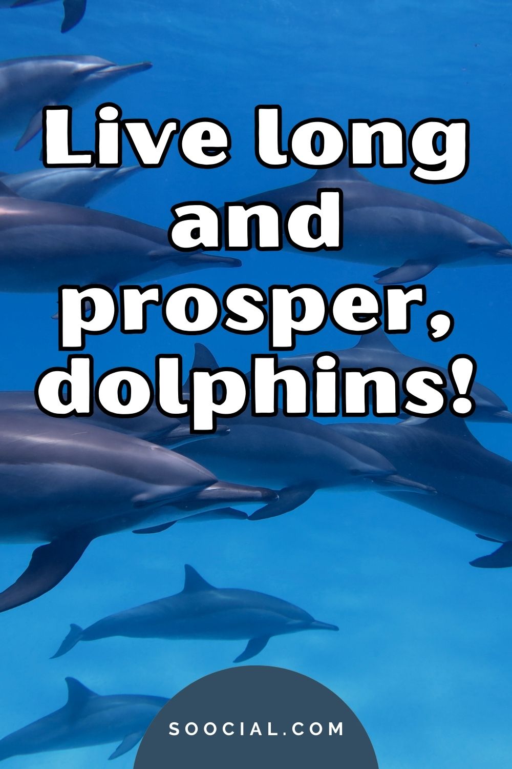 Live long and prosper dolphins Dolphin captions