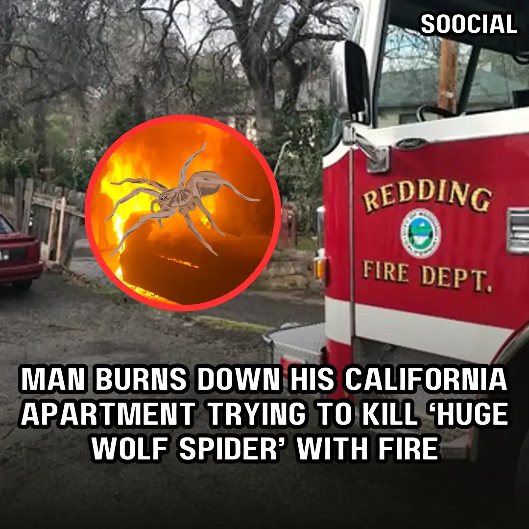 Man Burns Down His California Apartment Trying to Kill Huge Wolf Spider with Fire